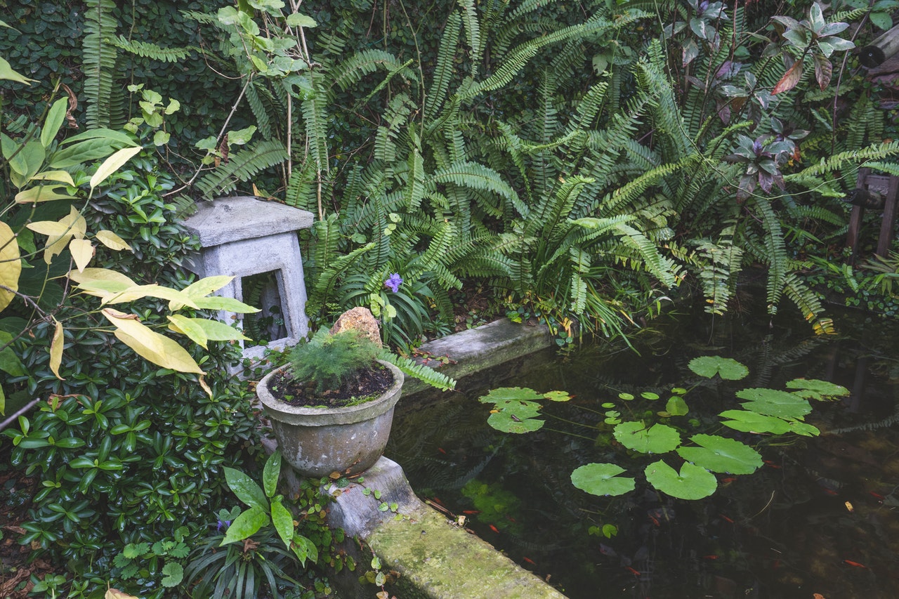 A shaded pond surrounded by ferns.