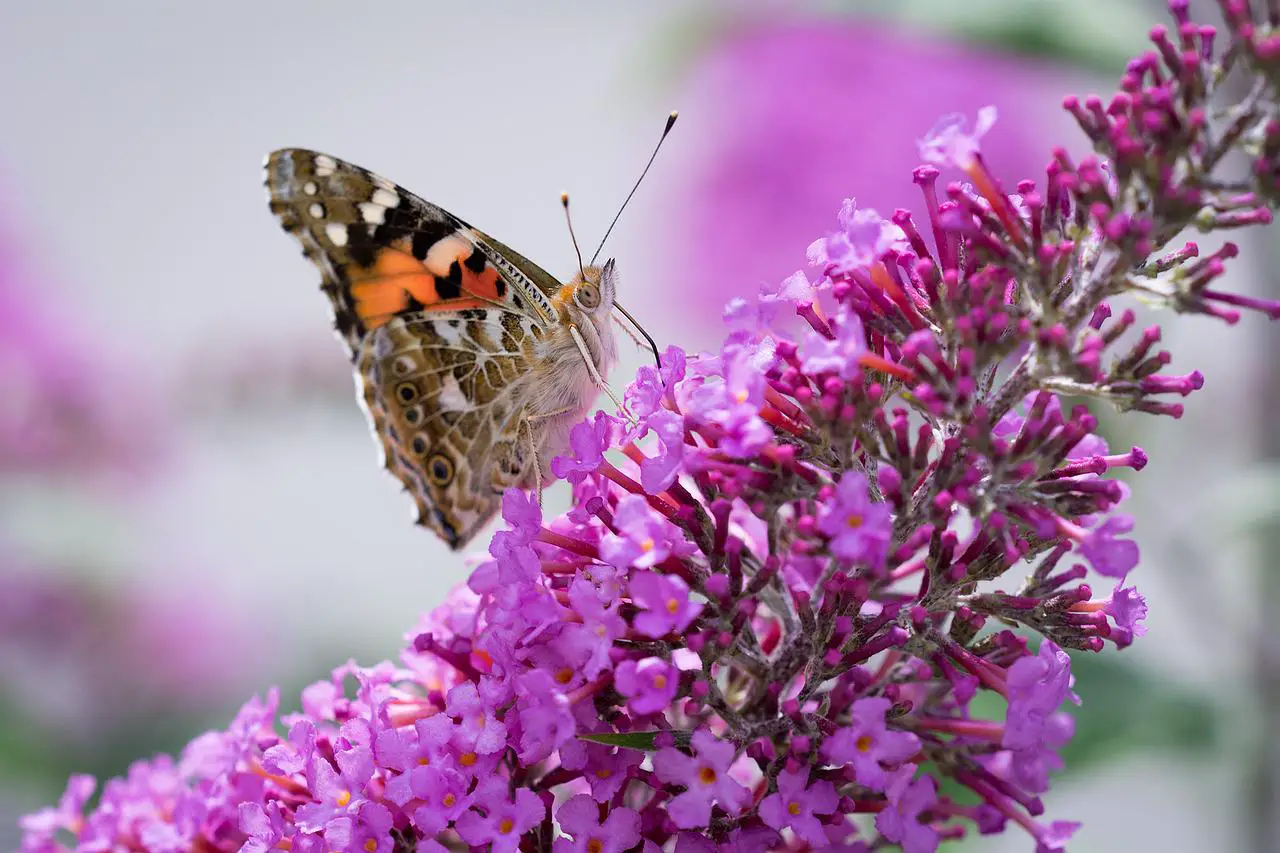 Painted lady butterfly sat on a bright purple buddleia.