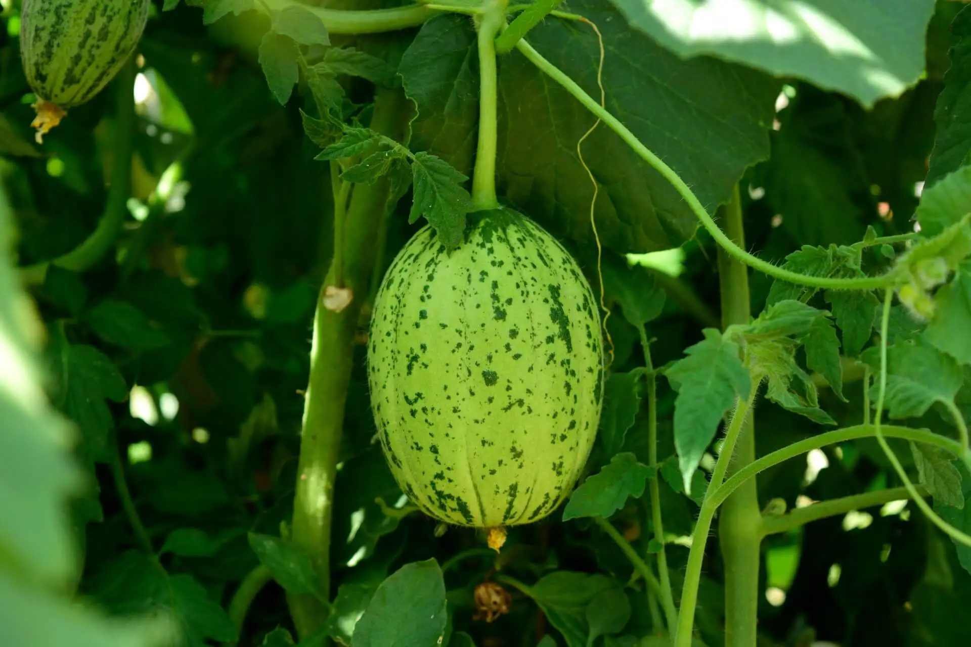 A mini green melon hanging from a melon vine.