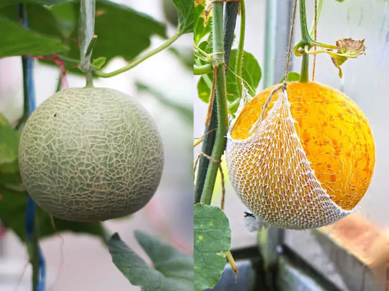 Green cantaloupe melon hanging on a vine next to a yellow melon supported by a netted hammock.