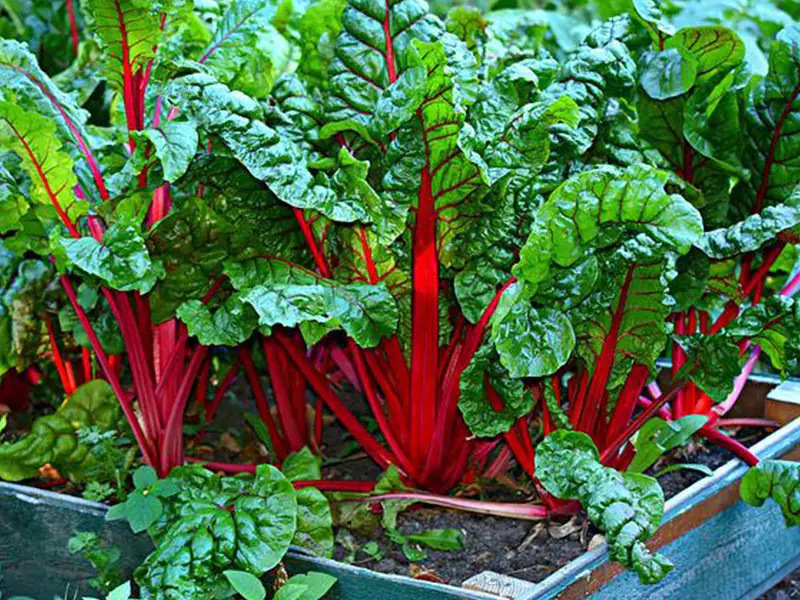 A raised bed with Swiss chard with bright red stems and green leaves.