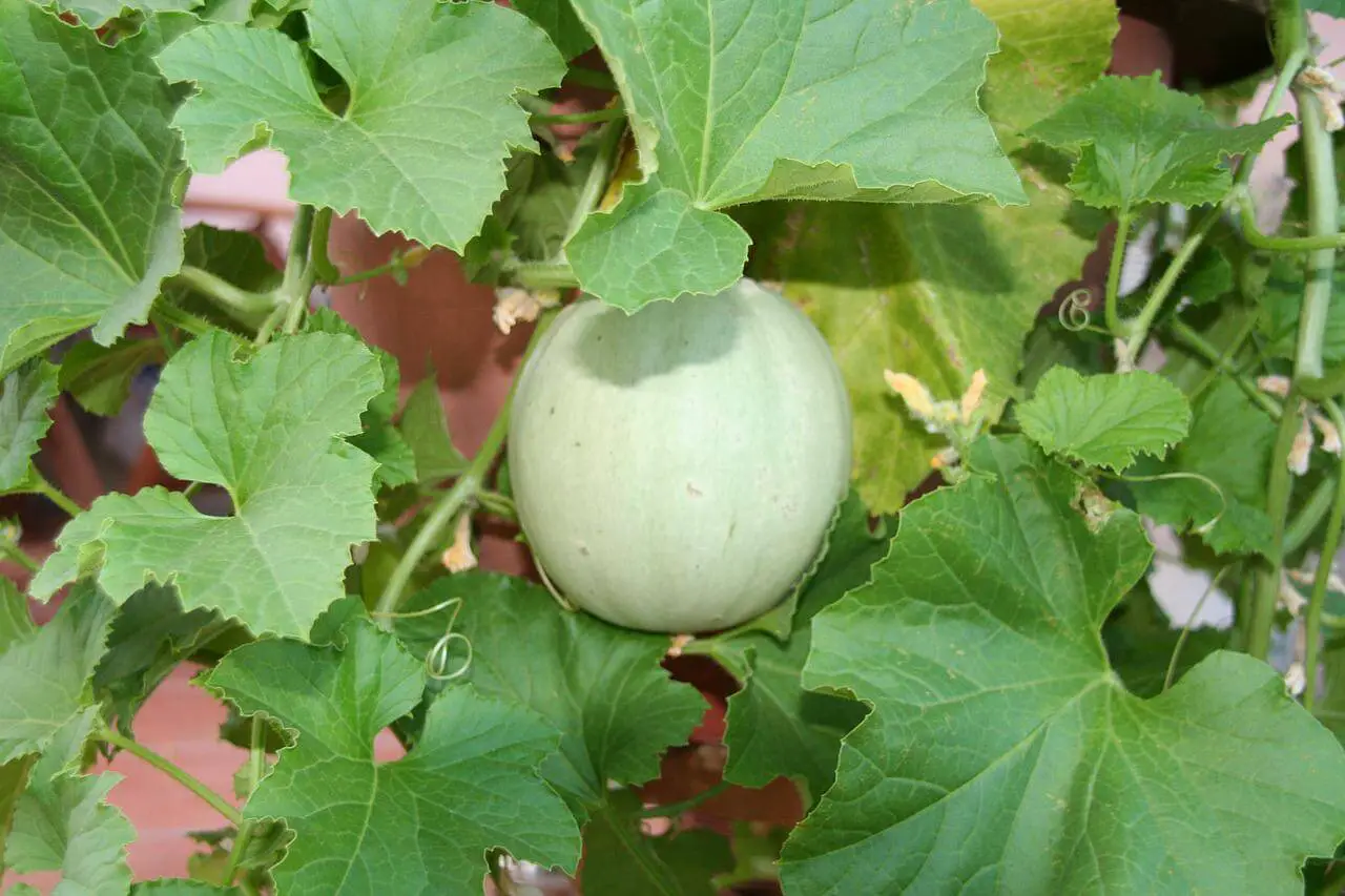 growing watermelon vertically