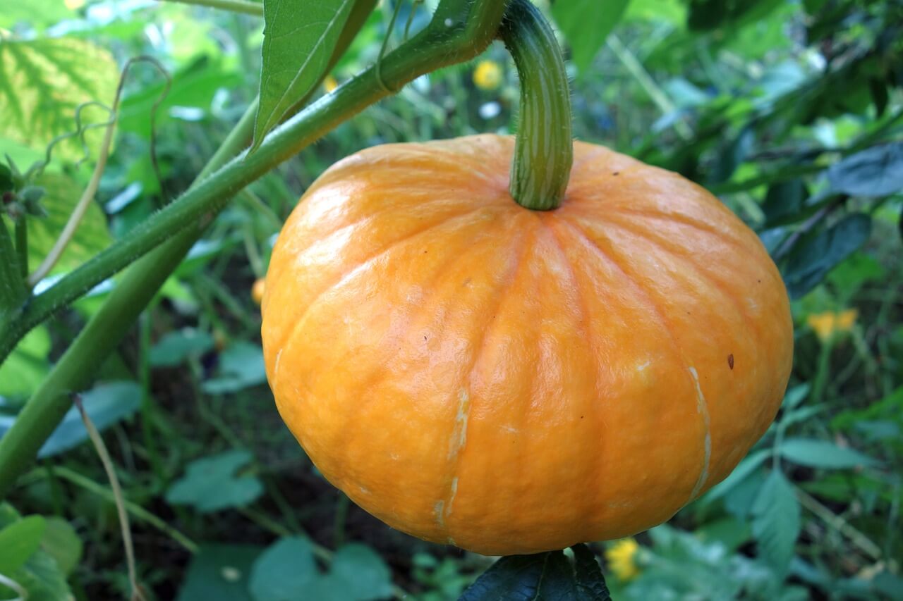 Pumpkin hanging from a vertical vine.