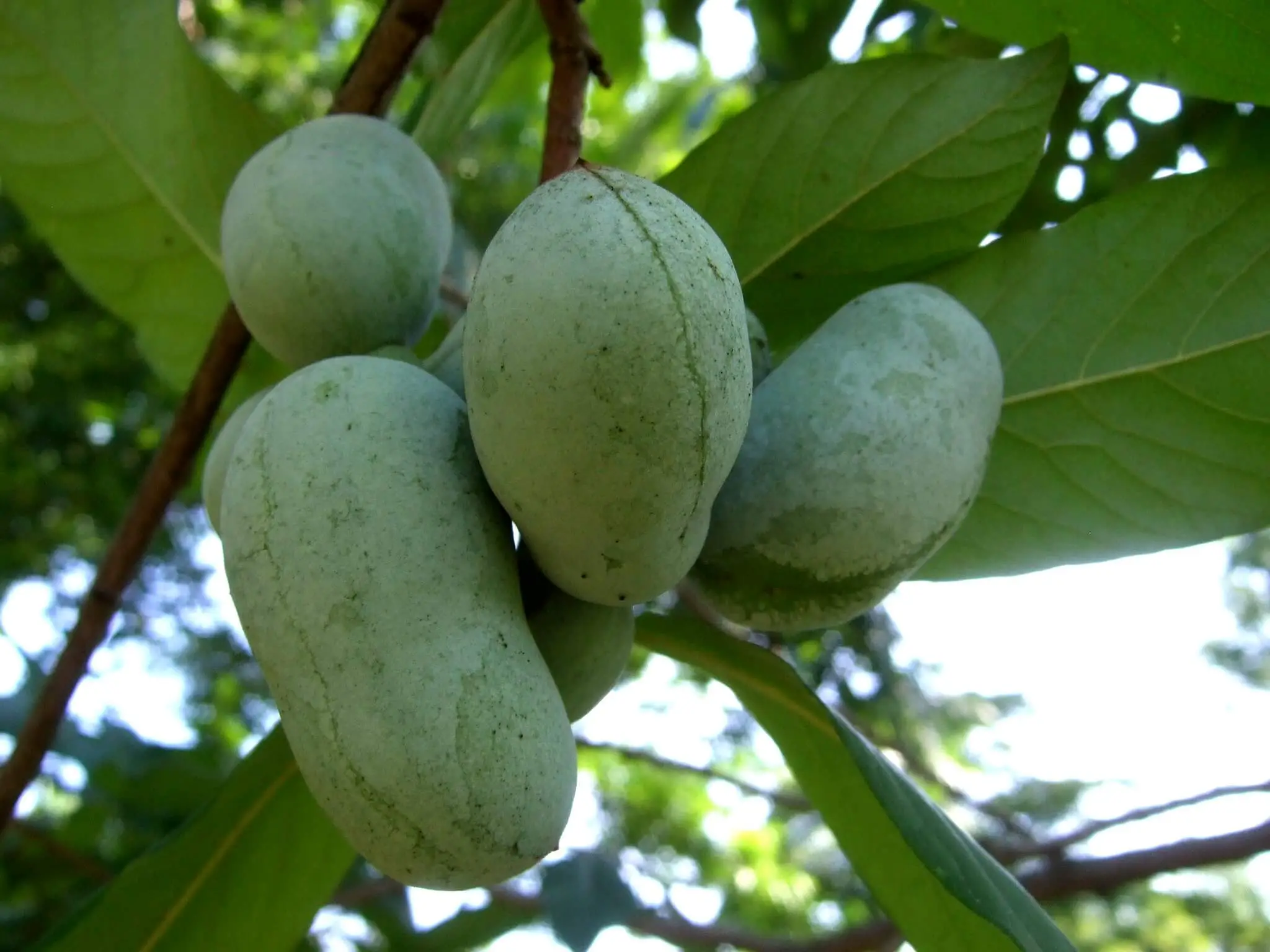 A cluster of 4 pawpaw fruits.