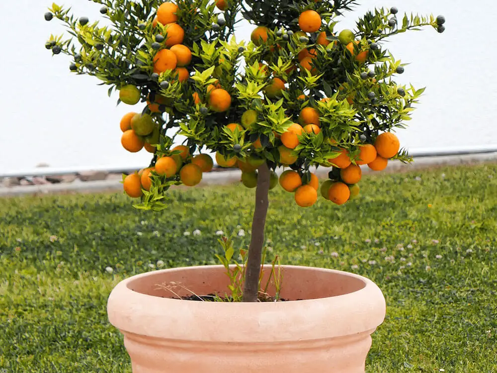Orange tree covered in fruits in a container.