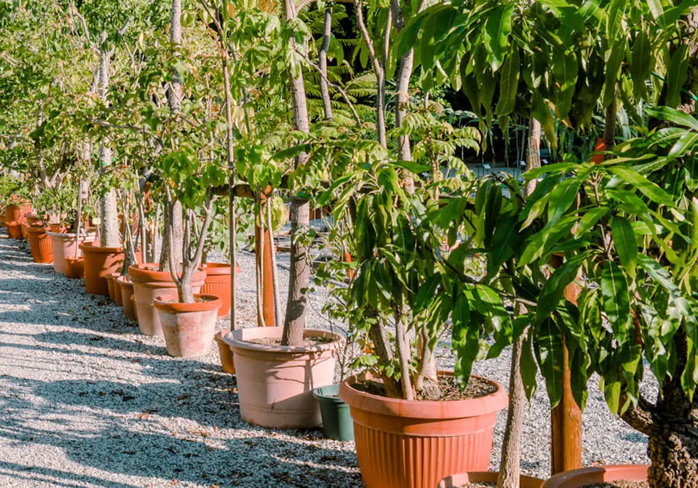 A line of small trees in containers.