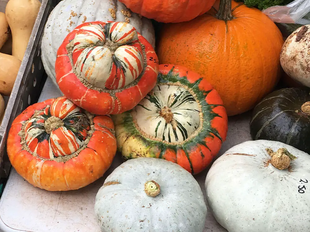 3 turban squash sit amongst a verity of other gourds, pumpkins and squash.
