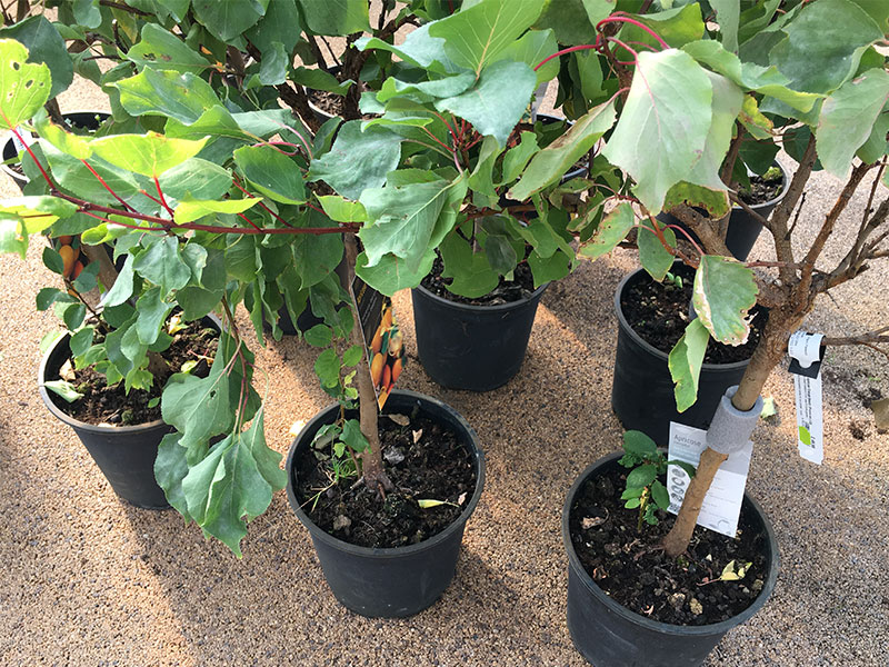 A Guide To Growing Fruit Trees In Containers Mini Garden Spaces A Guide To Growing Fruit Trees In Containers Mini Garden Spaces