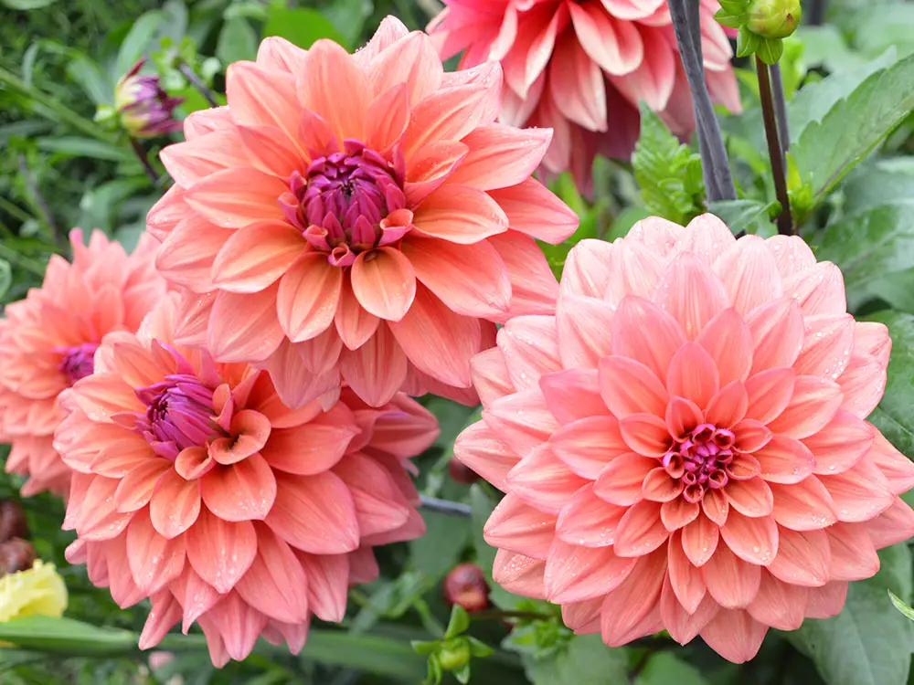 A cluster of salmon pink, showy dahlia flowers.