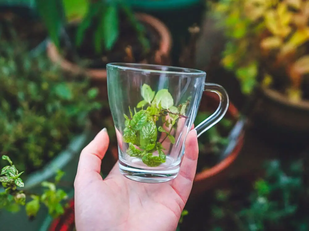 A hand holding a glass filled with mint. The background has a mix of lavender and other herbs in pots.