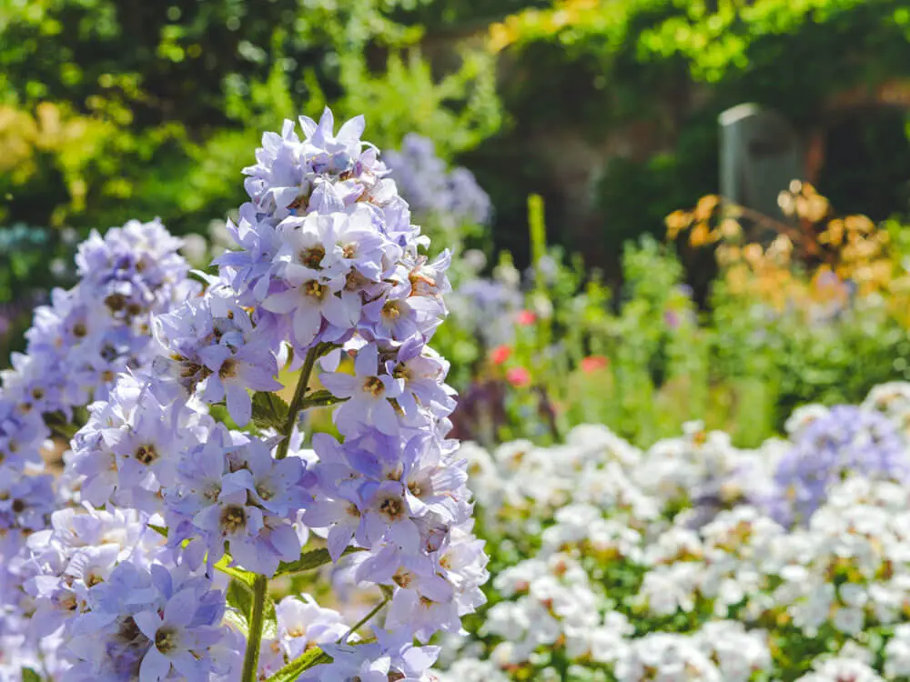 Looking across a cottage garden border with lilac, white and orange flowers.