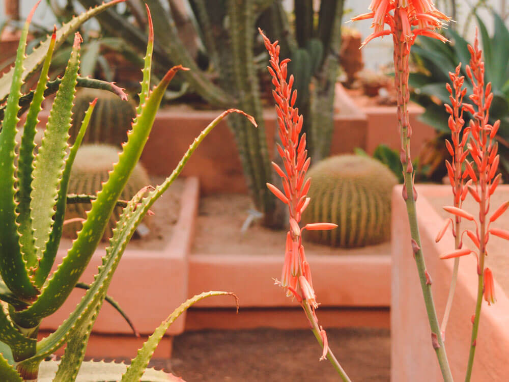 A mix of succulents and cacti in wide planters. One in the foreground has red, spiked flower stems.