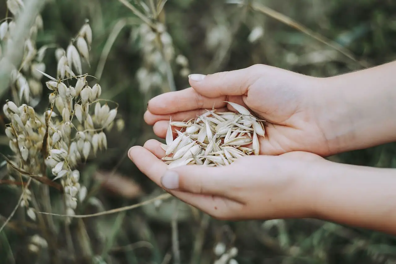 Two hands cupped together holding oat husks next to an oat plant.