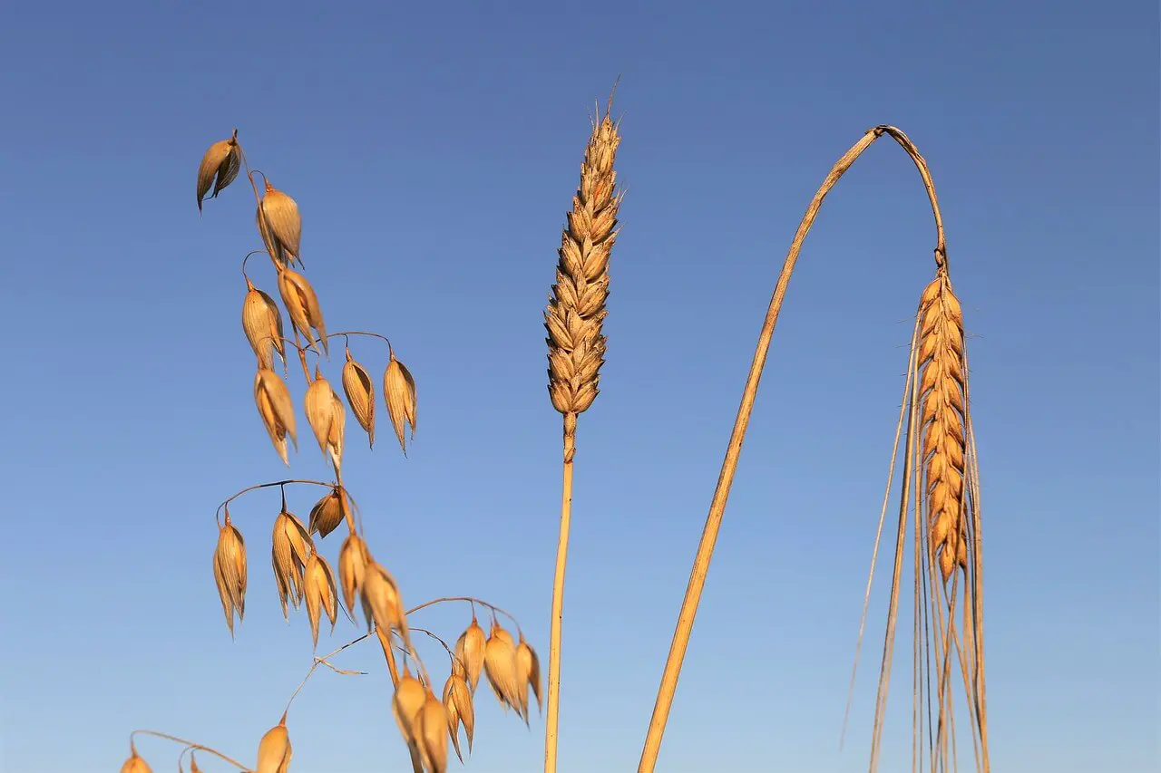Oats, wheat and barley seed heads ready for harvest. A bright blue sky is in the background.
