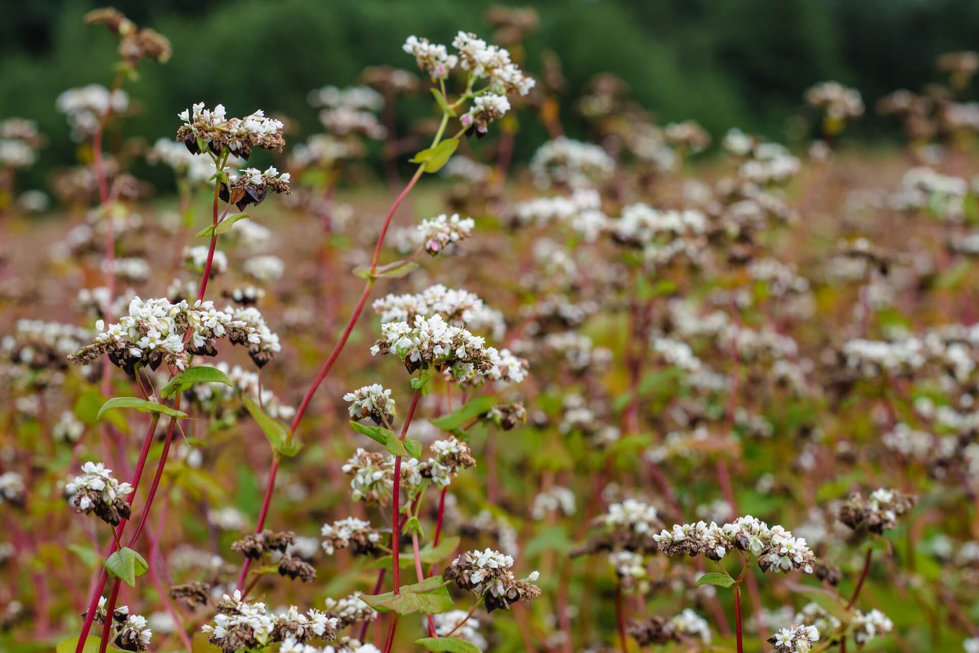 A small field of buckwheat. A nutritious ancient grain.