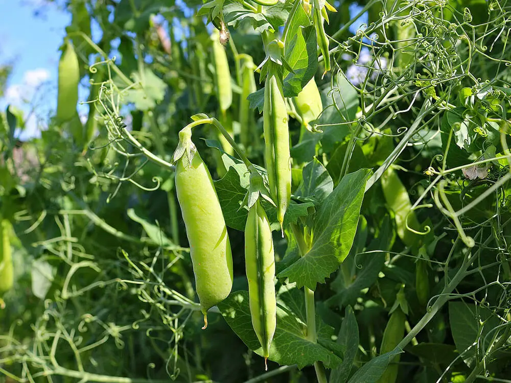 A close up of a cluster of shelling peas hanging from a vine on a bright sunny day.