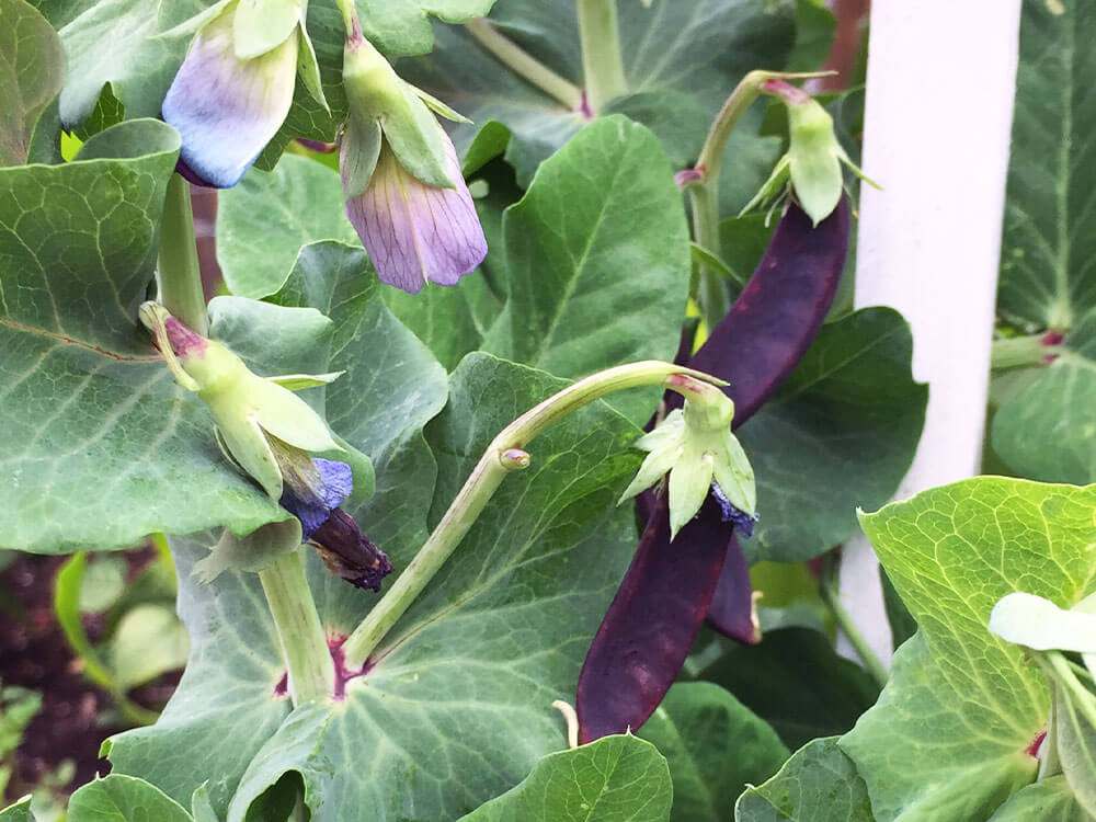 Two purple Blauwschokker Pea pods next to lilac flowers on the vine.