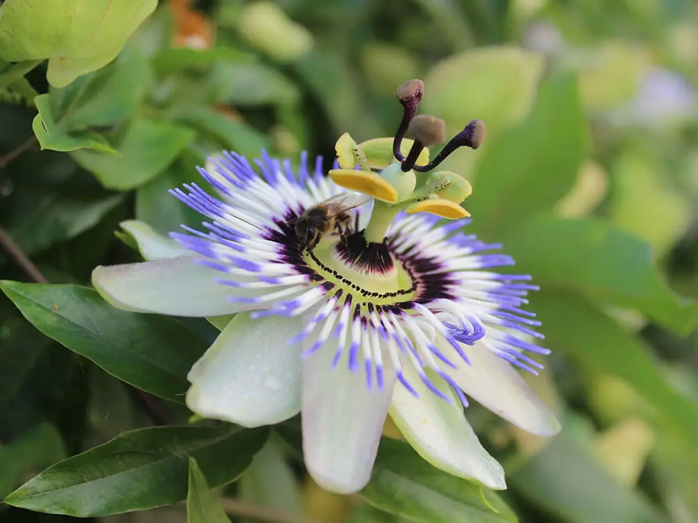 A close up of a passionflower on a passion flower vine.