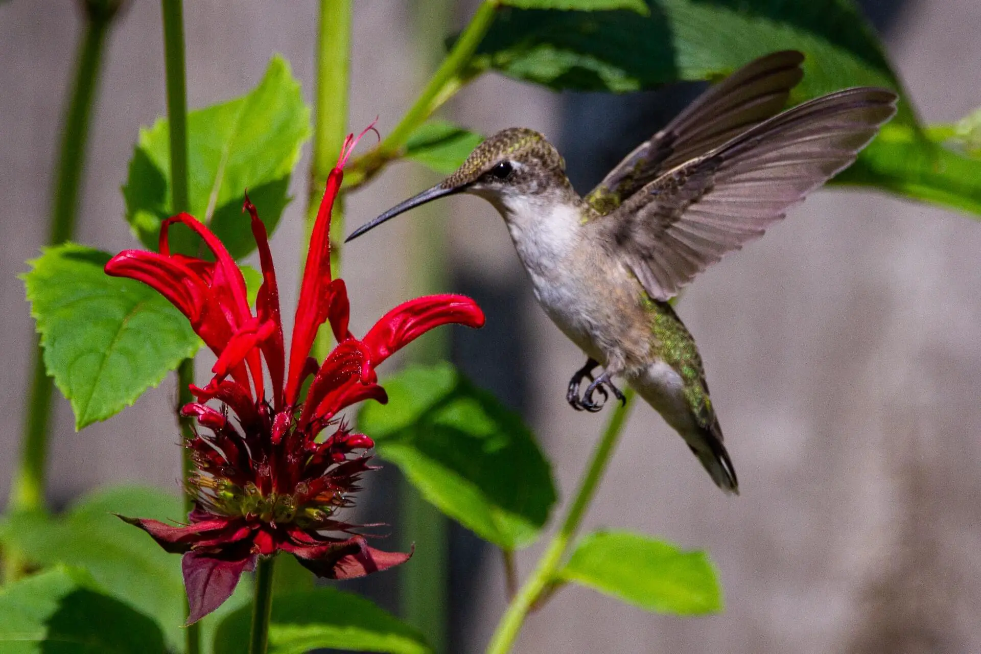 A hummingbird hovering near scarlet red bee balm.