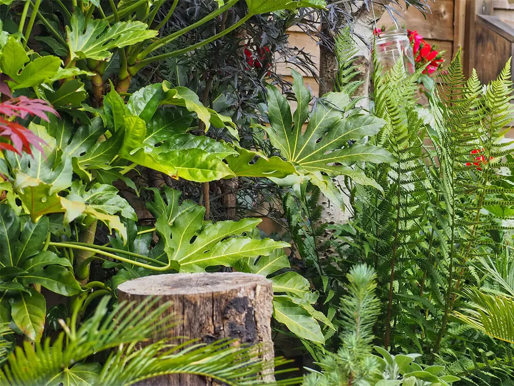Various ferns, fatsias and other tropical plants sit against a fence.