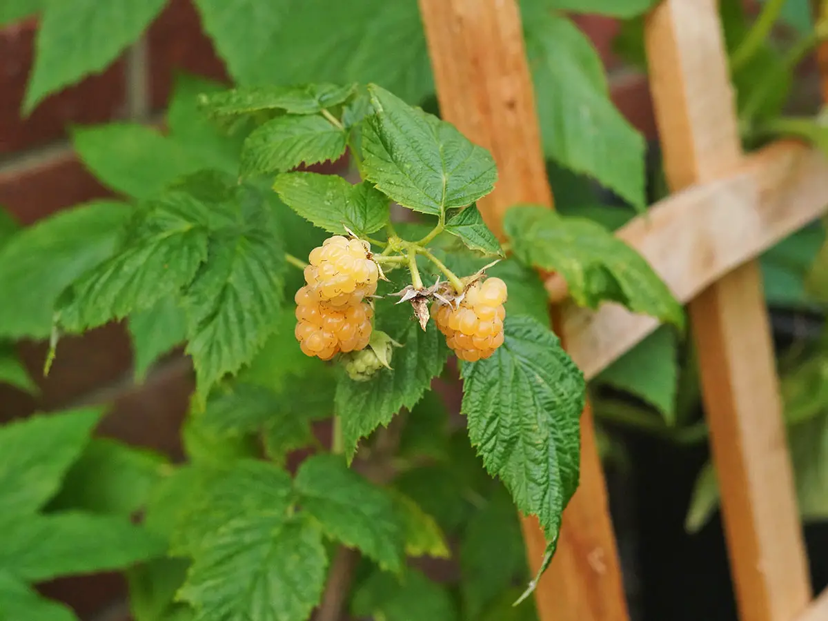 3 golden yellow raspberries developing on a raspberry plant. A wooden trellis leans against a wall next to the plant.