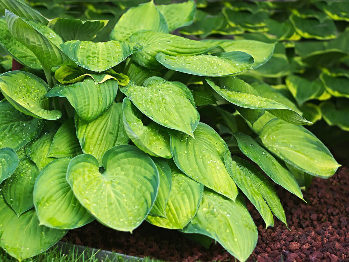 Two hosta varieties in a shady garden.