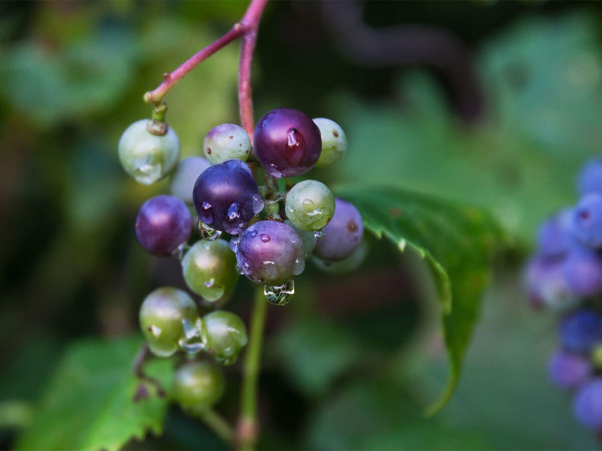 Two clusters of riverbank grapes. The one in focus is just starting to ripen, with purple and green grapes still growing.