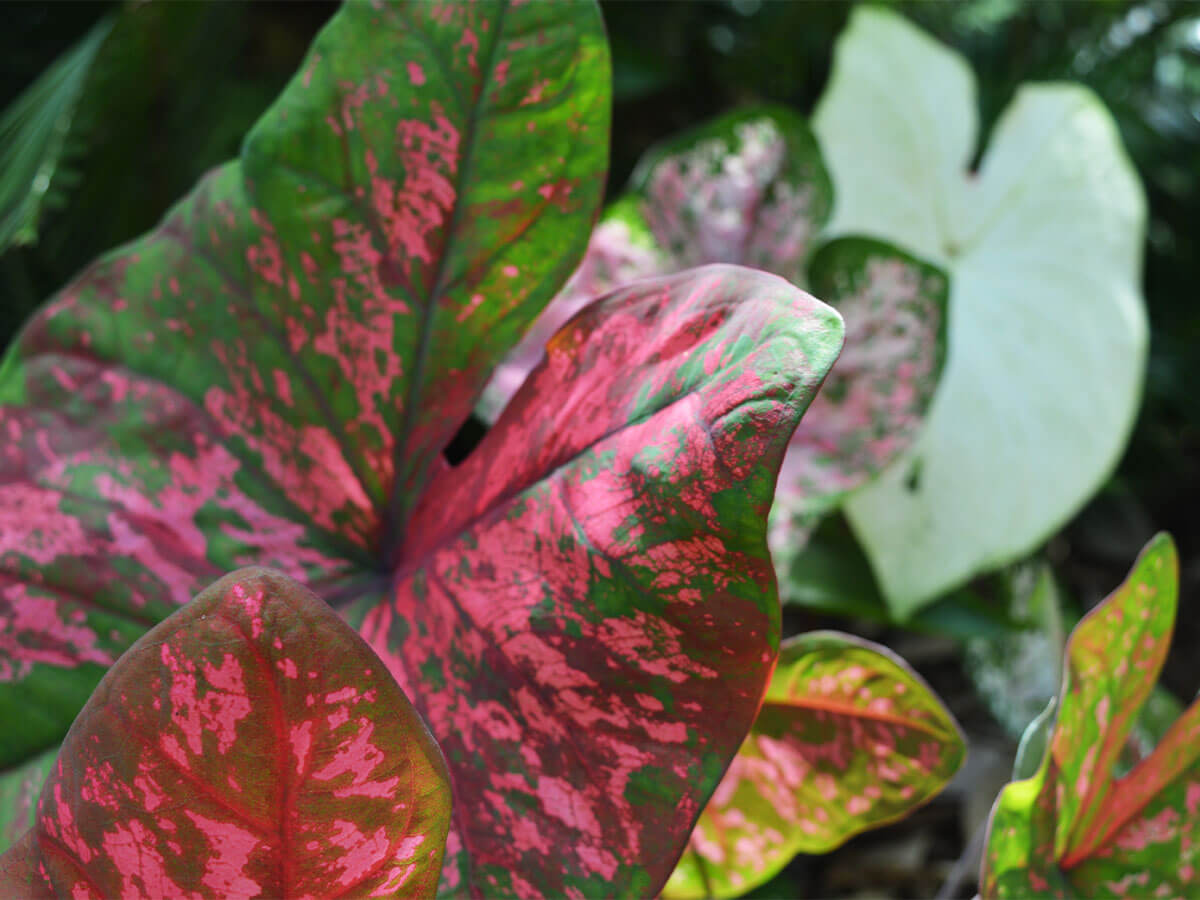 A mix of colorful caladium leaves. Pink and green and white and green.