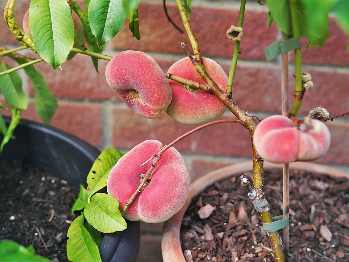 Ripening Saturn peaches growing on a dwarf fruit tree in a container.