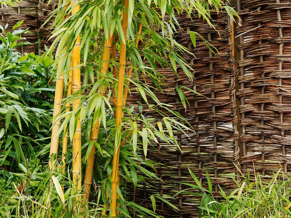 Clumps of bamboo covering a wicker screen in a garden.