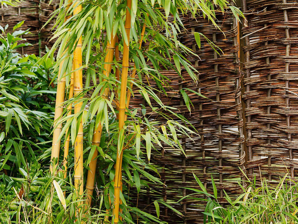 Clumps of bamboo covering a wicker screen in a garden.