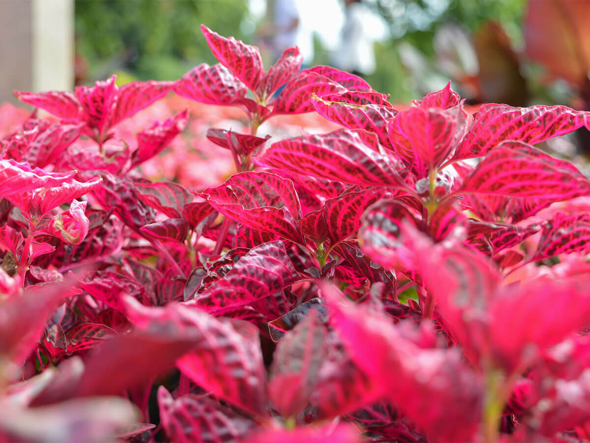 Looking sideways across a border filled with Iresine herbstii, otherwise known as the beef plant! It has incredibly vibrant pink, pointed leaves with dark burgundy veining.