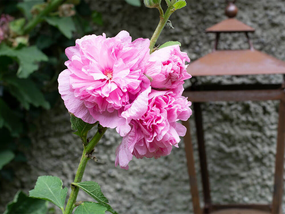 Close up of a cluster of pink hollyhock flowers on a long green stem.