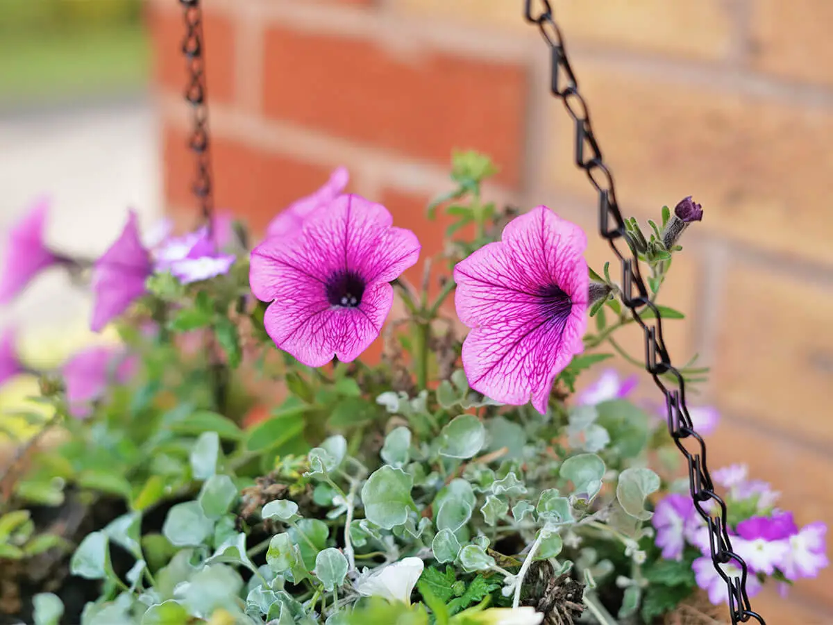 A hanging basket filled with trailing plants, including petunias, trailing verbena and dichondra.