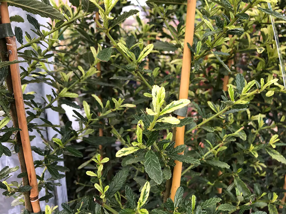 A close up of the lemon green and dark green shoots on a lemon and lime ceanothus. Two bamboo canes can be seen supporting it to grow vertically.