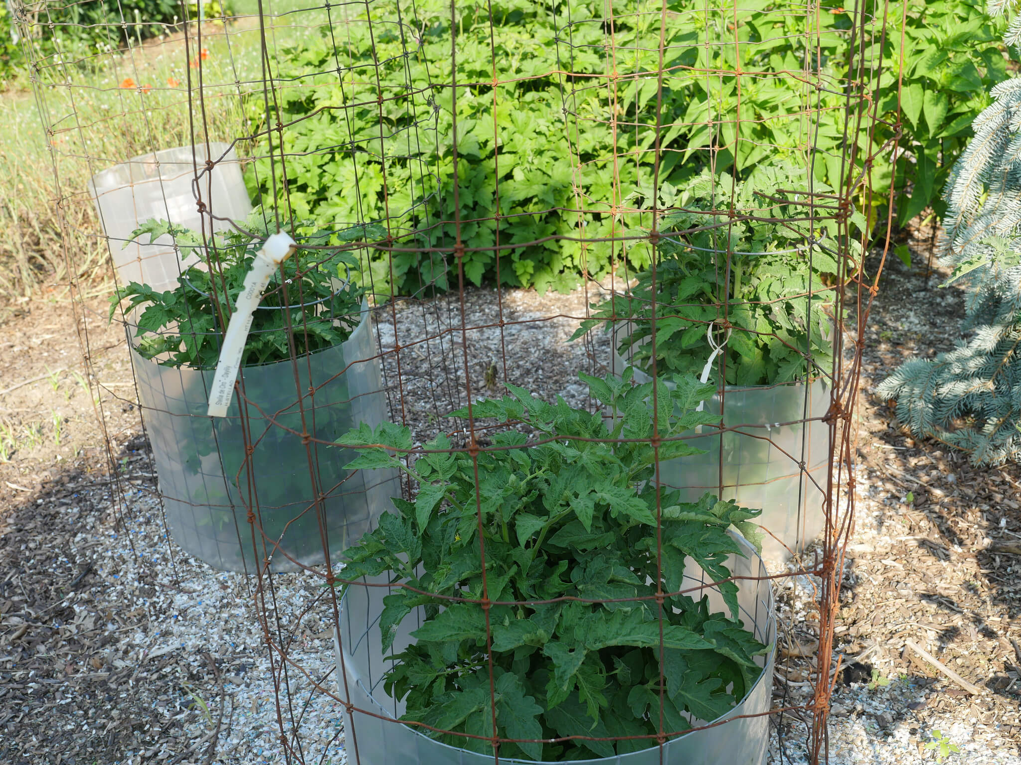 3 Dwarf Boronia tomato plants in containers with tomato cages surrounding them.