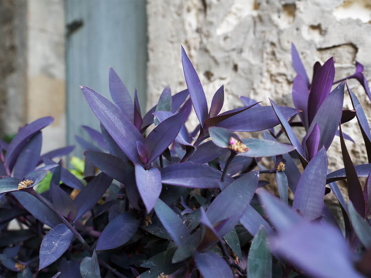 Purple Heart plant trailing out of a pot in front of a stone wall and pastel blue painted door. The leaves are simple, pointed and have a beautiful dusky purple shade.