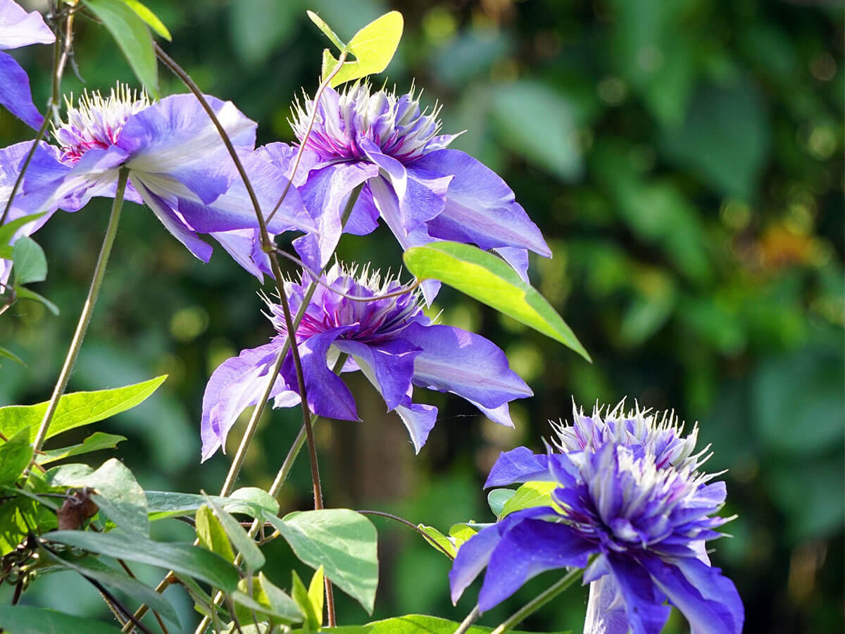 Several vibrant, purple, star-shaped clematis flowers on a climbing clematis vine.