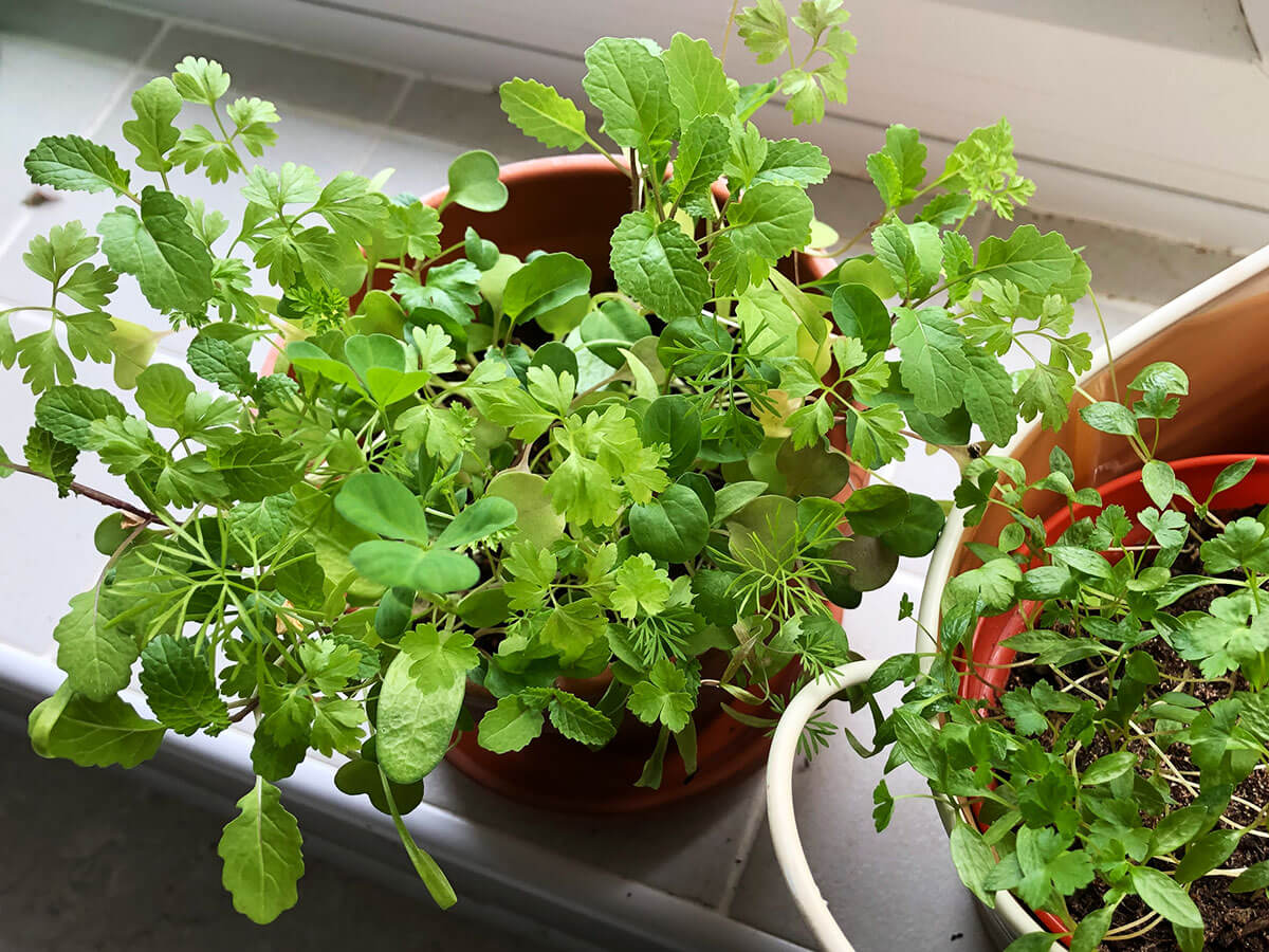 Two containers with herbs on a windowsill indoors. One is terracotta and filled with mixed herbs, the other is white aluminium and contains a small plastic pot with parsley.