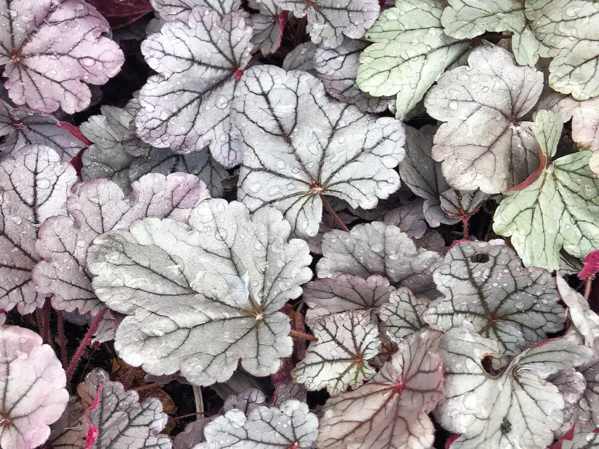 Looking down on a mass of silver heuchera leaves. They're heart-shaped, scalloped, and have contrasted dark gray veining.