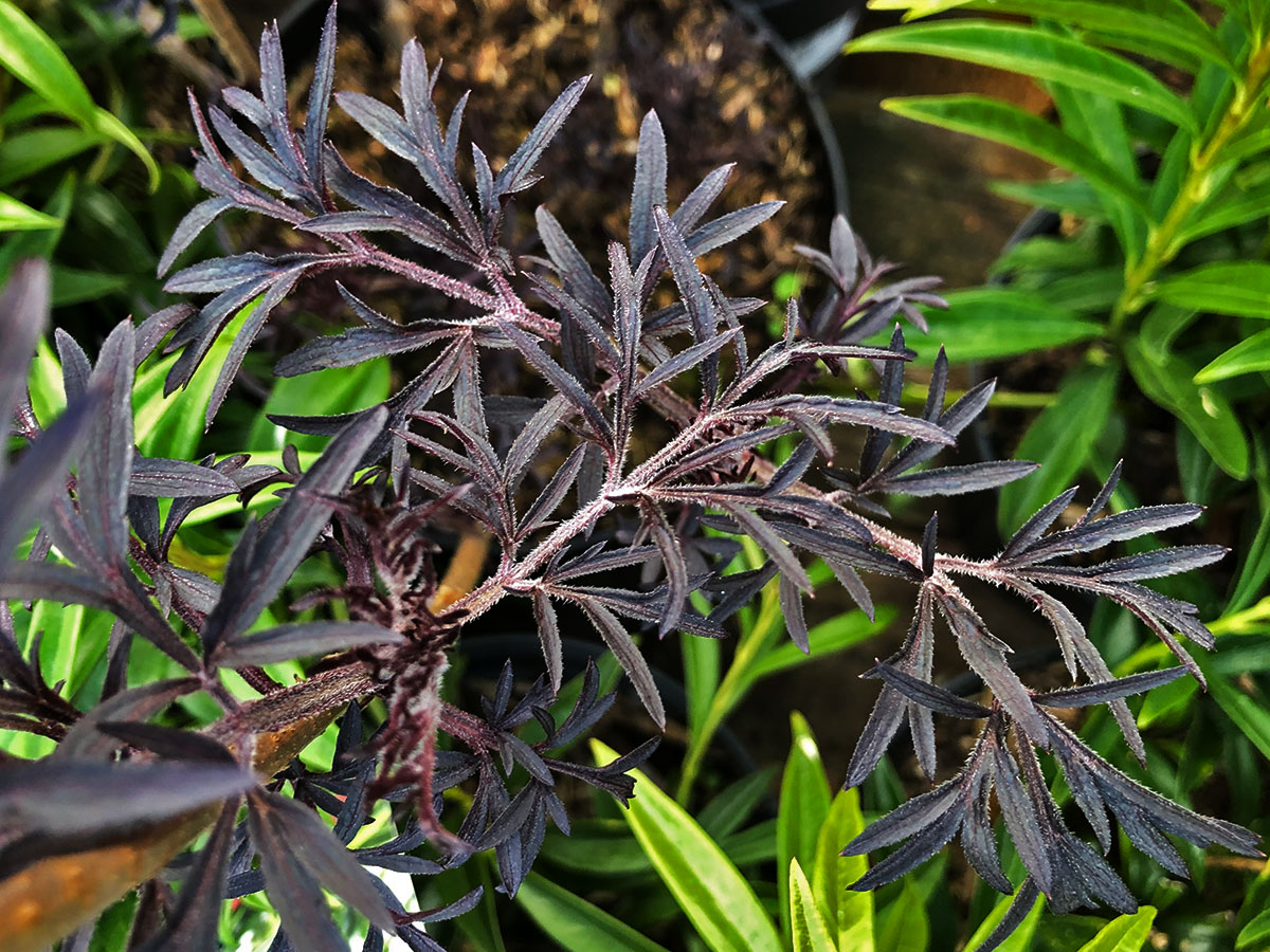 A close up of the loose, feathery foliage of sambucus 'Black Lace'. The leaves have similarities to acer leaves, with deep lobes, but they lack the palmate structure.