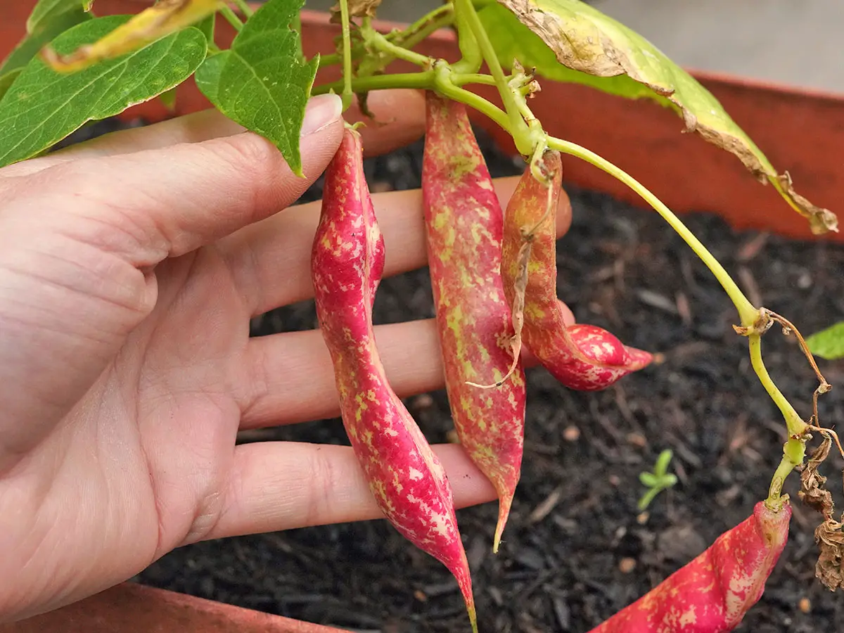 My left hand holds out 3 Barlotta Lingua Di Fuoco bean pods with cream and bright pink speckled patterns.