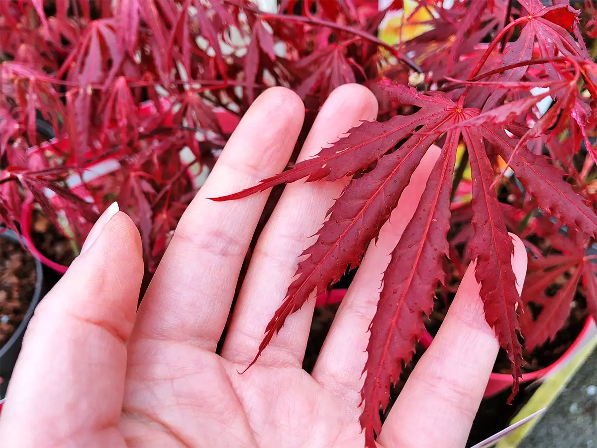 My left hand holds out a single Acer Extravaganza leaf. Its bright red, with other red Acer leaves out of focus behind.
