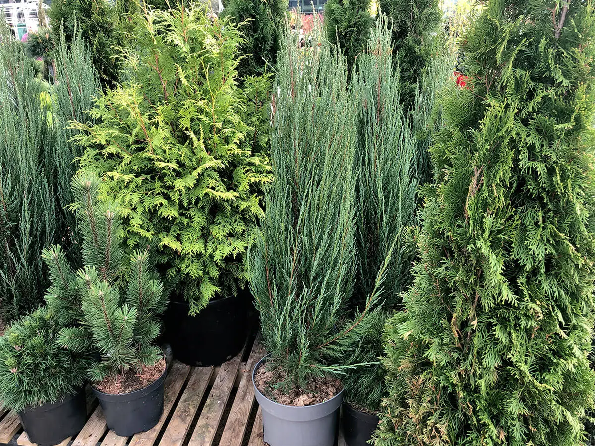 A mix of tall and narrow evergreen shrubs that can be used for hedging. Including Thujas and Juniper 'Blue Arrow'.
