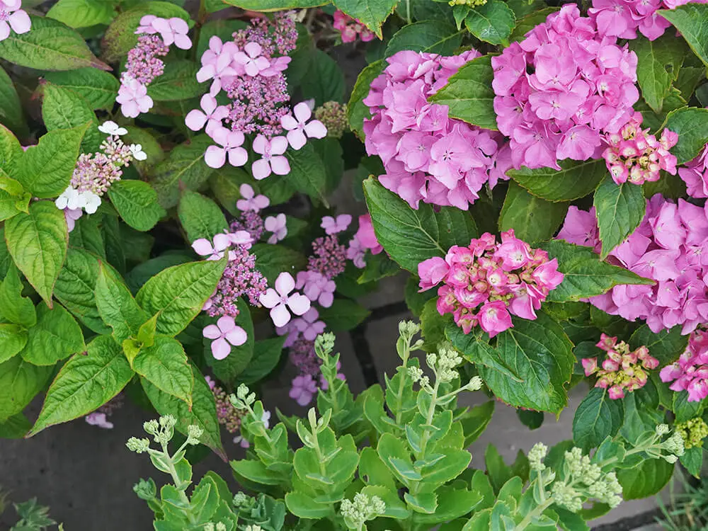 Two hydrangeas with light pink and hot pink flower clusters alongside a stonecrop sedum coming into flower.