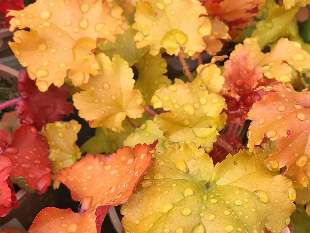 An image filled with golden orange and bright orange scalloped leaves from a coral bells 'marmalade'.