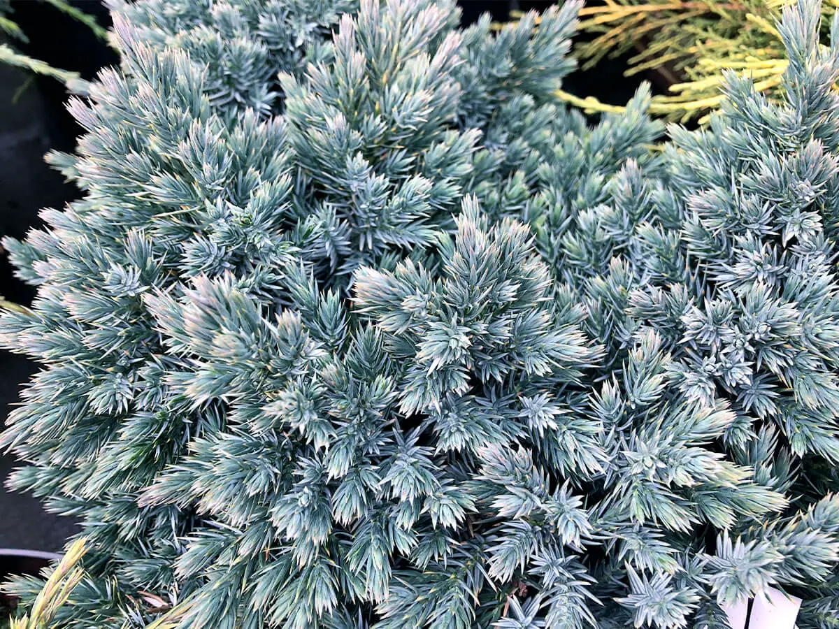 Looking down on the short, delicate blue foliage of Blue Star Juniper.