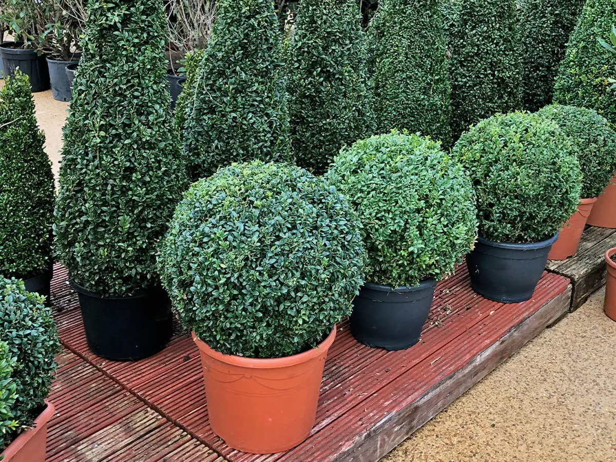 Two rows of short, evergreen boxwood shrubs. The row behind have been pruned into columns. The row in front has 4 spherical boxwood shrubs.