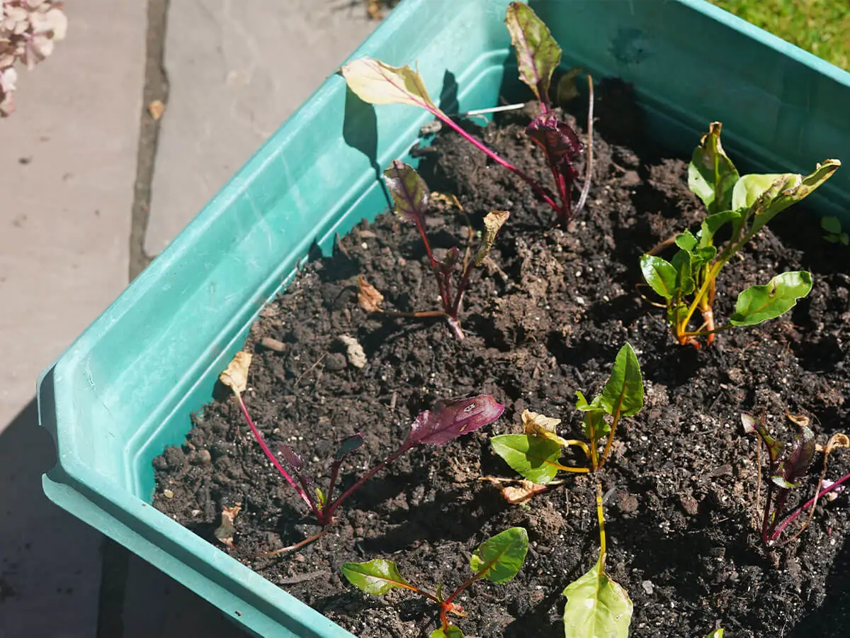 A blue-green square container on a patio filled with young beet plants.