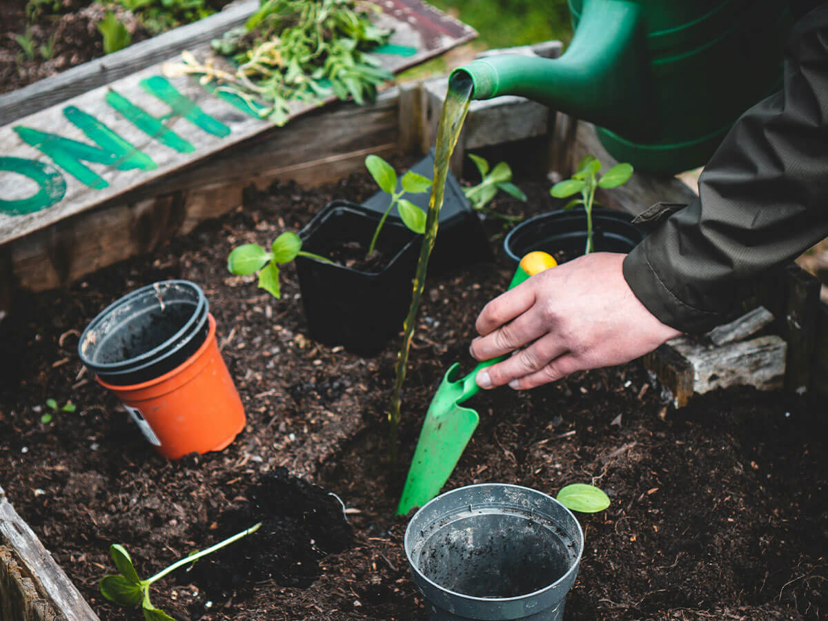 A young child planting vegetable seedlings.